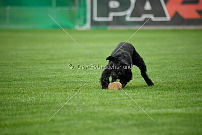 Isko vom Seddiner See