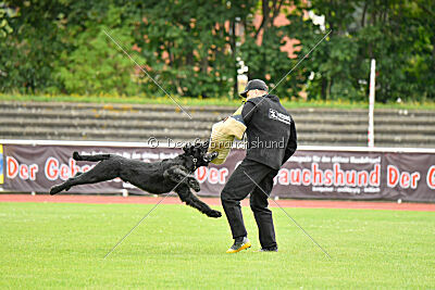 Isko vom Seddiner See