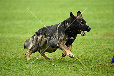 Ix von der Mooreiche