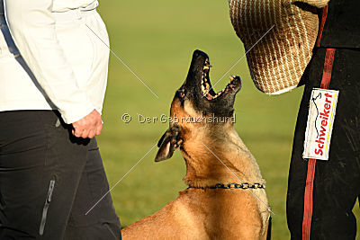 J'Lux vom Brunsbeker Land