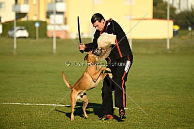 J'Lux vom Brunsbeker Land