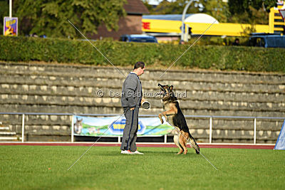Jackson vom Haus Salztalblick