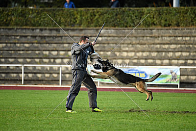 Jackson vom Haus Salztalblick