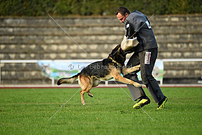Jackson vom Haus Salztalblick
