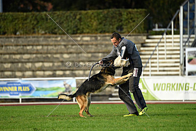 Jackson vom Haus Salztalblick