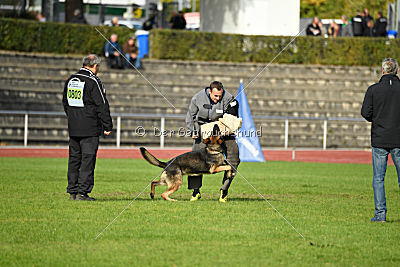 Jari vom Rothaarpark