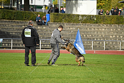 Jari vom Rothaarpark