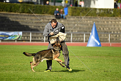 Jari vom Rothaarpark