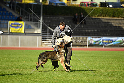 Jari vom Rothaarpark
