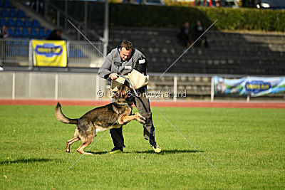 Jari vom Rothaarpark