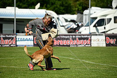 Jasper vom Streitwald