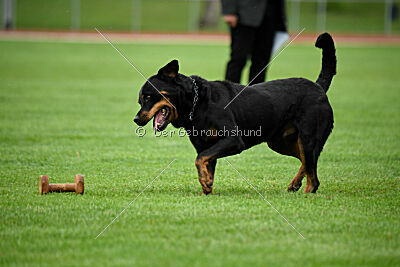 Jimmy von der Drachenhöhle