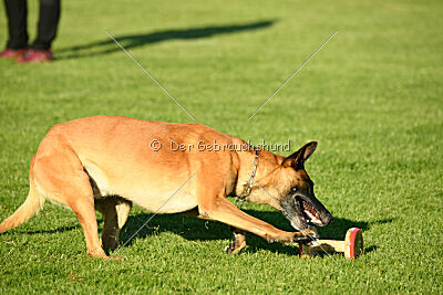 Jordan du Baudet Rouge