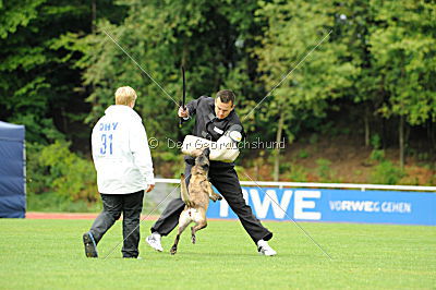 Joy vom schnellen Fuchs