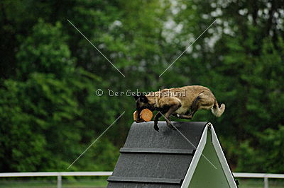 Joy vom schnellen Fuchs