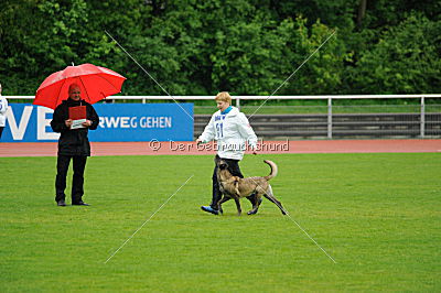 Joy vom schnellen Fuchs