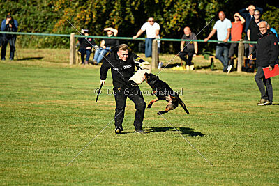 Joyce aus der Bohmter Heide