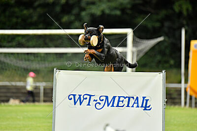 Joyce aus der Bohmter Heide