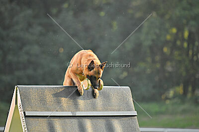 Jussuf vom Haus Mecki