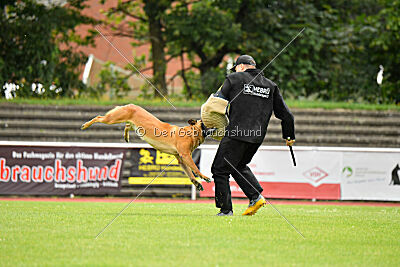 Jussuf vom Haus Mecki