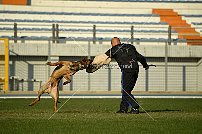 K-che-me achi du Tulipe Noir