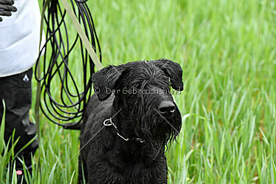 Kamina von der Ilmenau