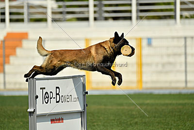 Kay les Bétulacées