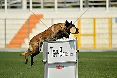 Kay les Bétulacées