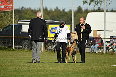 Kelly Extra Temperament