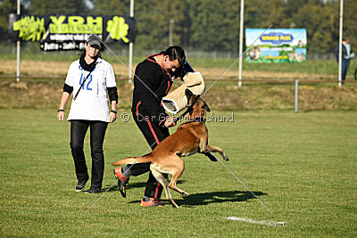 Kelly Extra Temperament