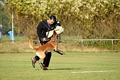 Kelly Extra Temperament