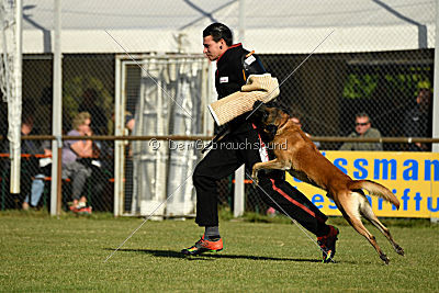 Kelly Extra Temperament