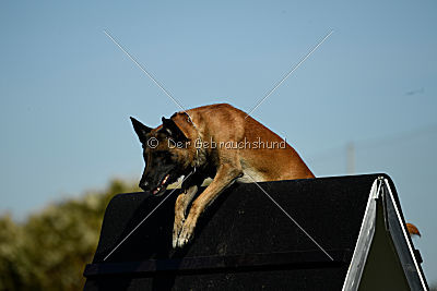 Kelly Extra Temperament