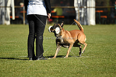 Kelly Extra Temperament