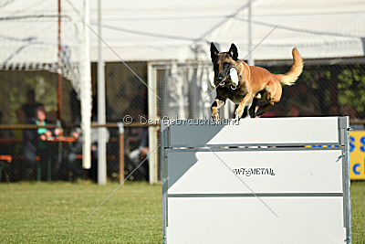 Kelly Extra Temperament