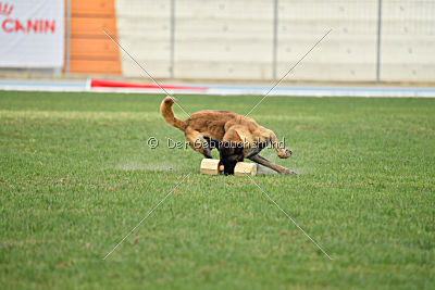 Kim vom Haus der Drachen