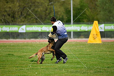 Kingsley du Baudet Rouge