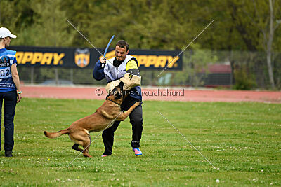 Kingsley du Baudet Rouge
