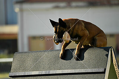 Kingsley du Baudet Rouge