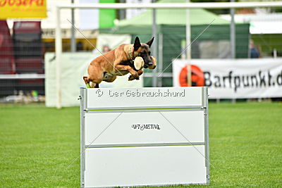 Kiolo vom Falkenstock