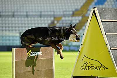 Knox von der Olgameister