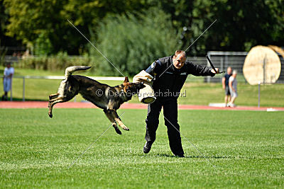 Kody vom Wolfsfriede