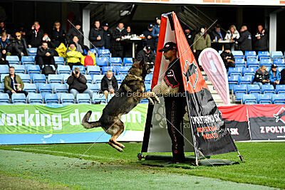 Kongeskoven's Skater