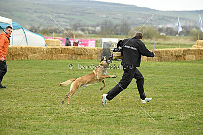 Latissimus vom Causa Nostre Letitia