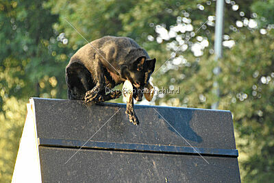 Lennox vom Ecke