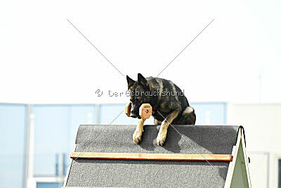 Leo de Jardines del Real