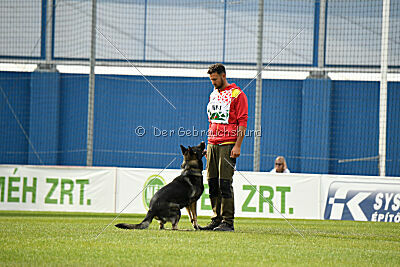 Leo de Jardines del Real