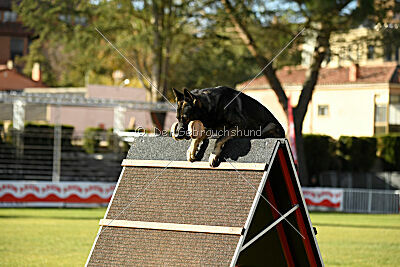 Leo de Jardines del Real
