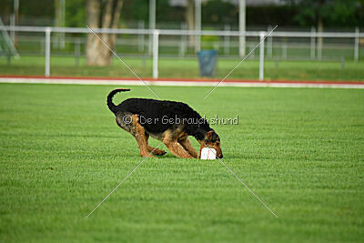 Leonas von der Heinrichsburg