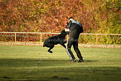 Leto Laran Goldest Danubius